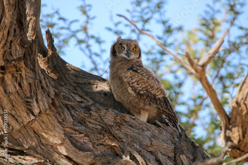 Sub-adult Spotted Eagle Owl, Kgalagadi, South Africa