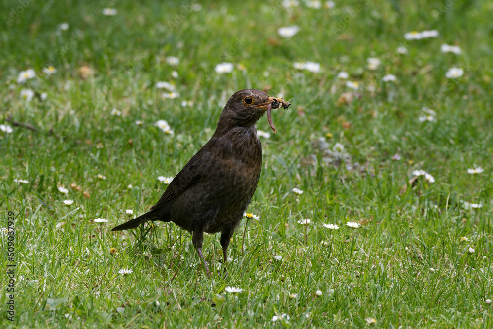 female blackbird on a meadow with different insects in its beak female blackbird on a meadow with different insects in its beak