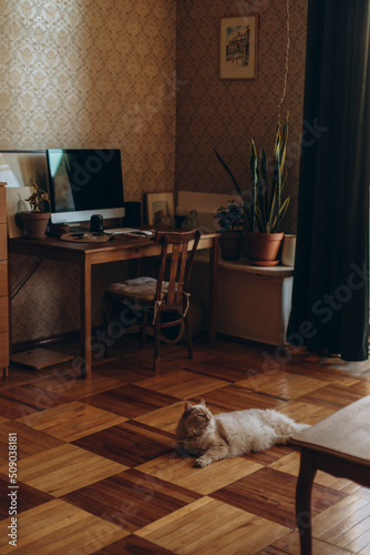 a light-haired cat lay on the floor in the middle of the room in a classic vintage style. the cat lies on the parquet floor of the living room.
