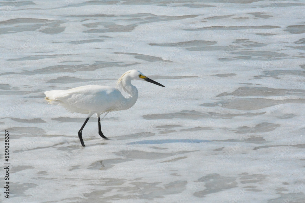 White Egret on the Beach