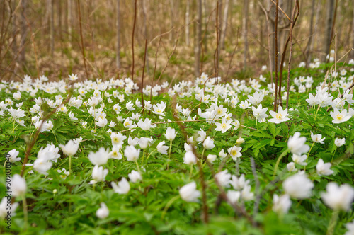 Fototapeta Naklejka Na Ścianę i Meble -  White spring flowers, wood anemone in a forest blooming 