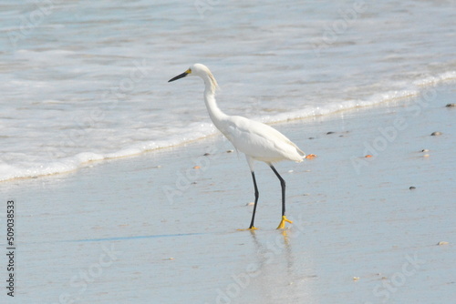White Egret on the Beach © Sasha's Sentiments