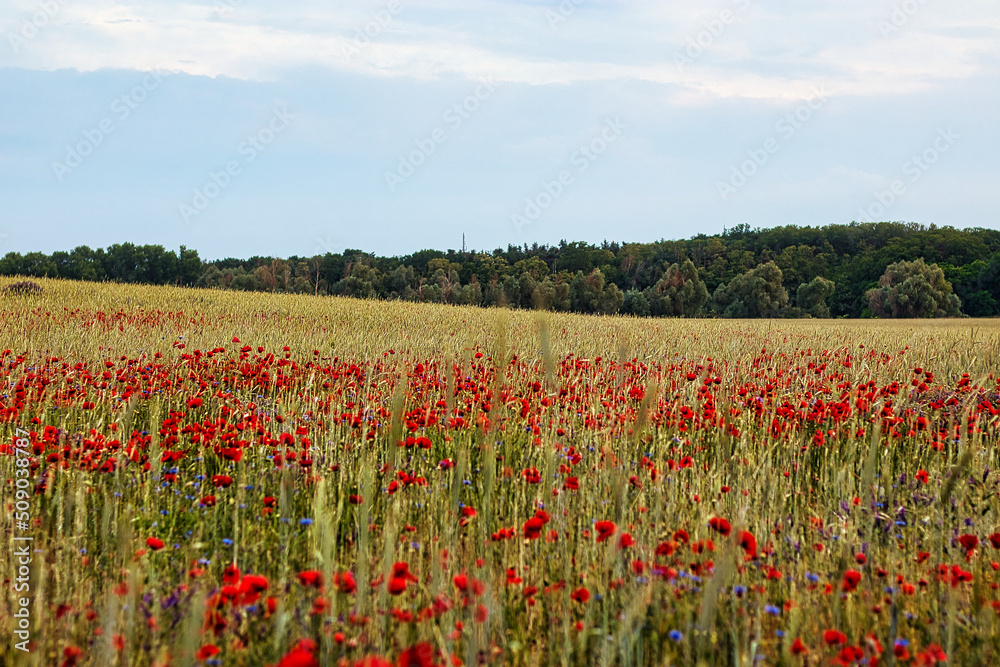 Obraz premium Mohn - Ecology - Poppy - Close-up shot of red poppy flowers with a background of a wheat field - High quality photo 