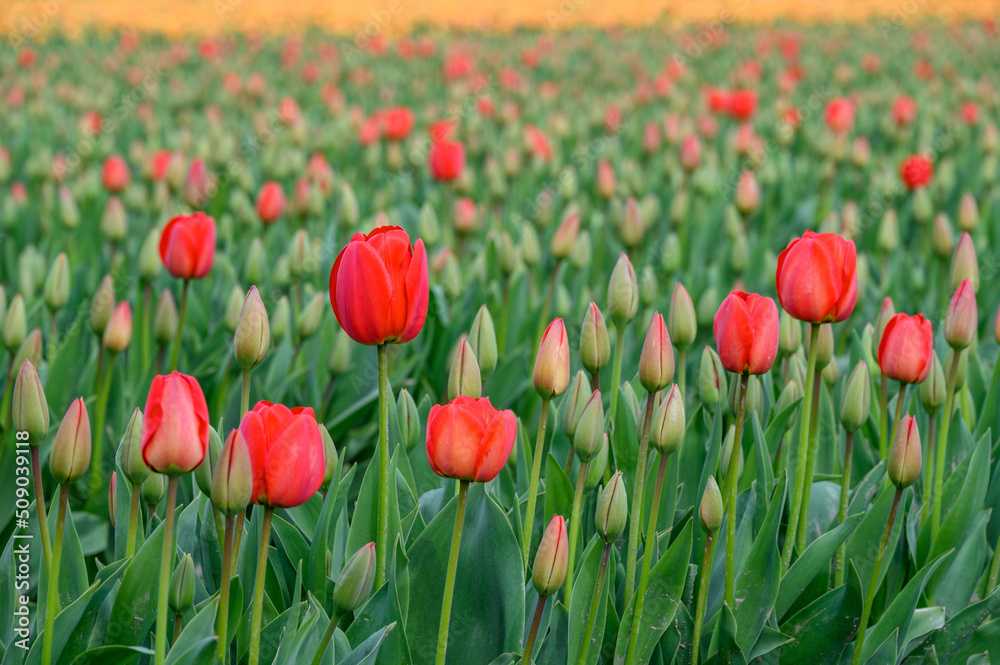 Field of cheerful red tulips beginning to bloom on a spring day, as a nature background
Field of cheerful red tulips beginning to bloom on a spring day, as a nature background