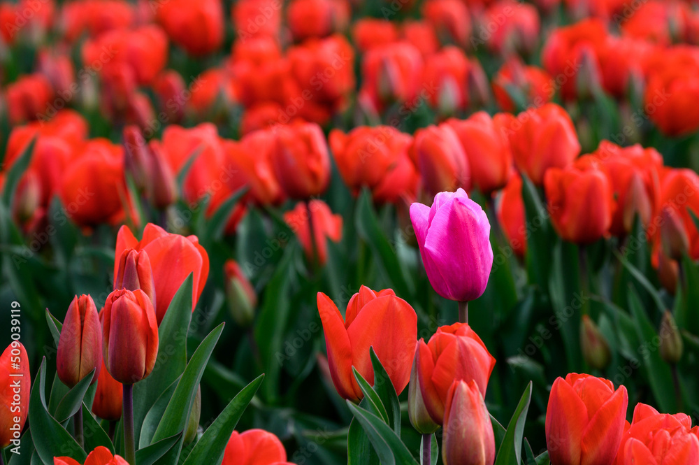 Field of dark red tulips blooming with one lone pink tulip highlighted by the sun on a gloomy day
