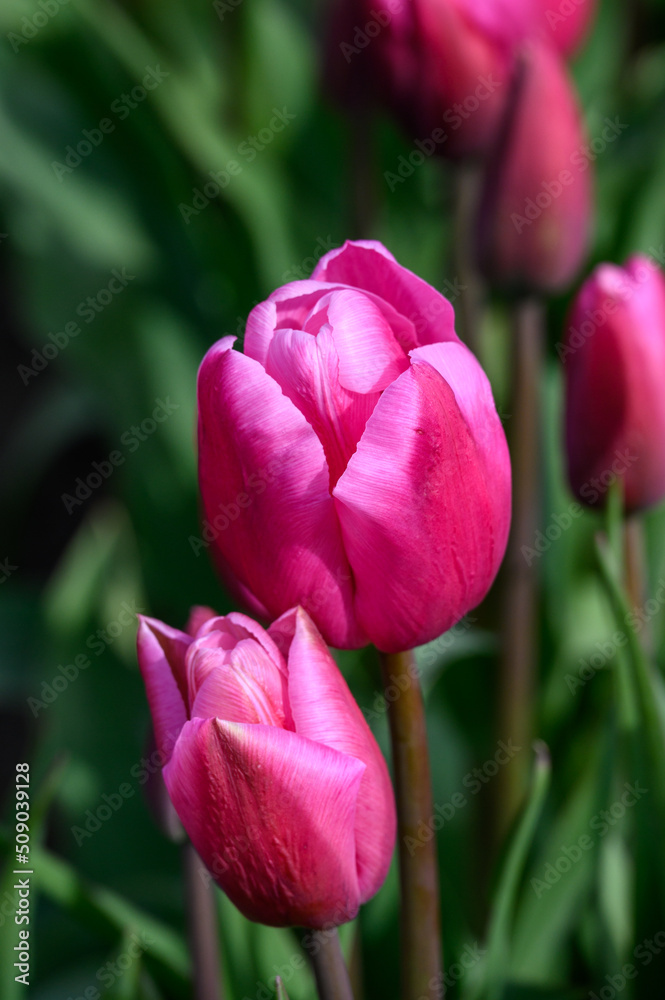 Closeup of bright pink tulips growing in a field on a spring day, as a nature background
Closeup of bright pink tulips growing in a field on a spring day, as a nature background