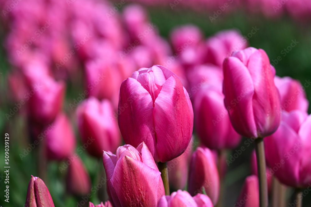 Obraz premium Closeup of bright pink tulips growing in a field on a spring day, as a nature background 