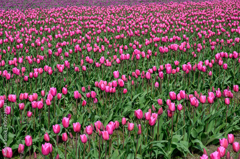 Field of pastel purple tulips growing in a field on a spring day, as a nature background
