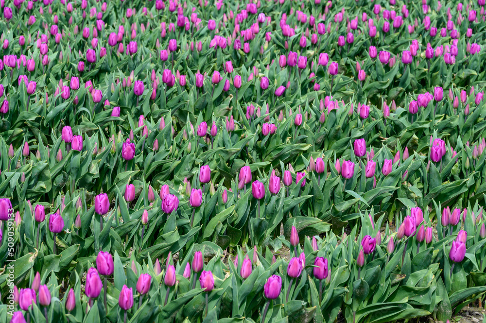 Field of pastel purple tulips growing in a field on a spring day, as a nature background
Field of pastel purple tulips growing in a field on a spring day, as a nature background