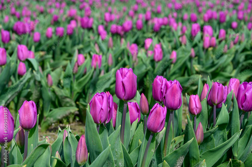 Fototapeta premium Field of pastel purple tulips growing in a field on a spring day, as a nature background 