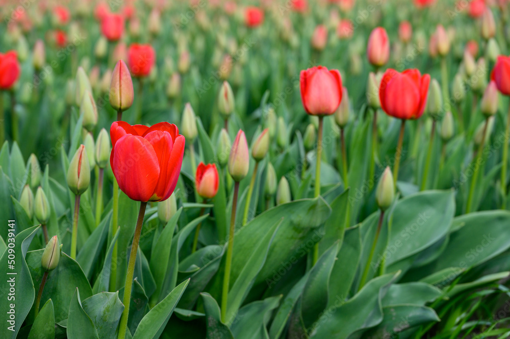 Field of cheerful red tulips beginning to bloom on a spring day, as a nature background
Field of cheerful red tulips beginning to bloom on a spring day, as a nature background