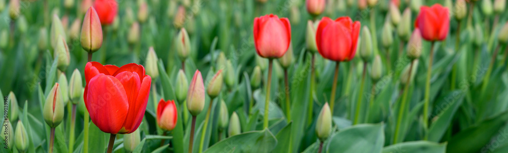 Field of cheerful red tulips beginning to bloom on a spring day, as a nature background
Field of cheerful red tulips beginning to bloom on a spring day, as a nature background