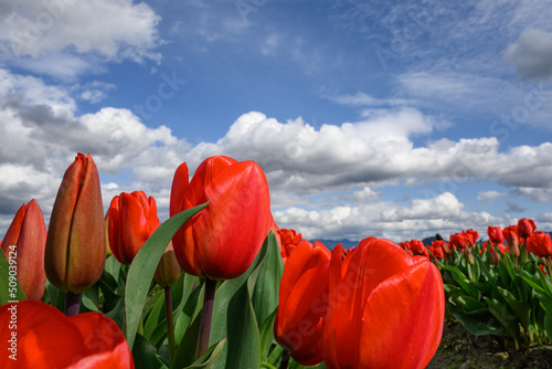 Field of bright red tulips blooming on a sunny day, as a nature background
