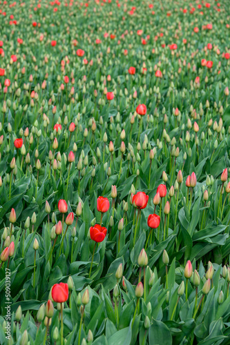 Field of cheerful red tulips beginning to bloom on a spring day, as a nature background
