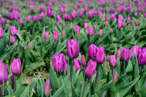 Fototapeta Naklejka Na Ścianę i Meble -  Field of pastel purple tulips growing in a field on a spring day, as a nature background
