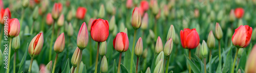 Field of cheerful red tulips beginning to bloom on a spring day, as a nature background
 #509039145