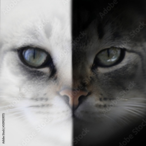 Black and white cat. Abstraction. The human soul is like a domestic animal. Carelessness and defenselessness accompanies the composure and ruthlessness of a wild beast.