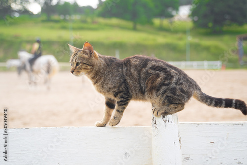 small kitten standing on a white wooden fence