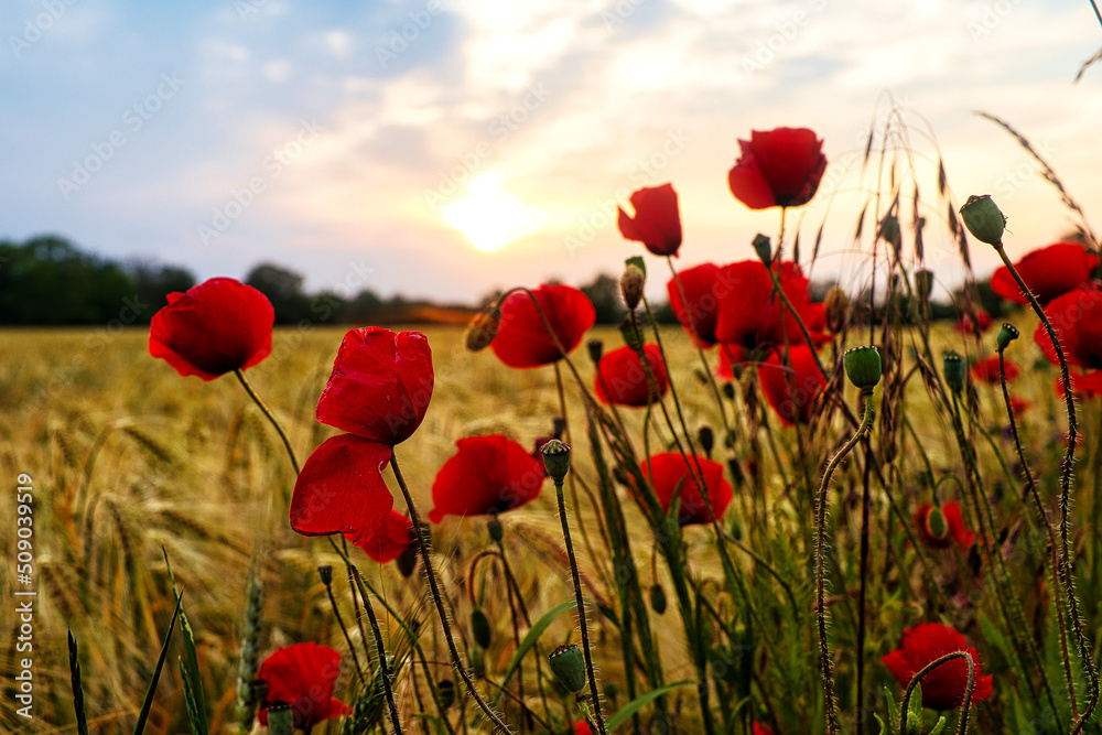 Obraz premium Mohn - Ecology - Beautiful summer day. Red poppy field. - Flowers Red poppies blossom on wild field. - Sunrise - Sunset - High quality photo