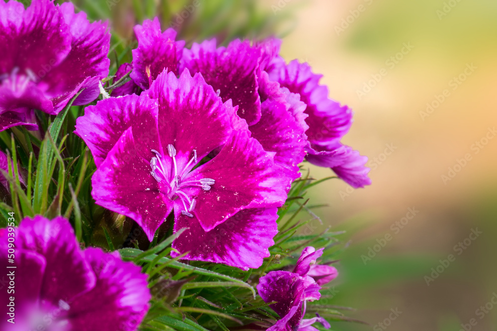 Obraz premium Purple blossoms of sweet Willian, Dianthus barbatus, in the garden