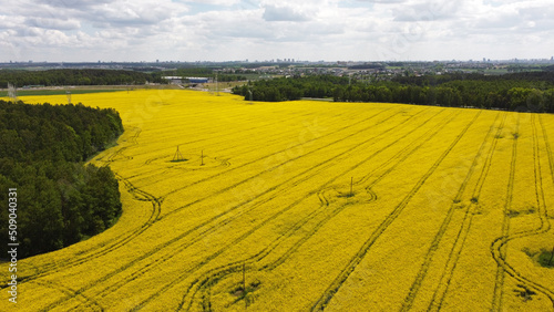 Top view of the yellow rapeseed fields. Agro background for design and advertising of agricultural crops