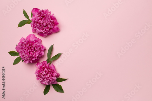 Beautiful peony flowers on color background  top view