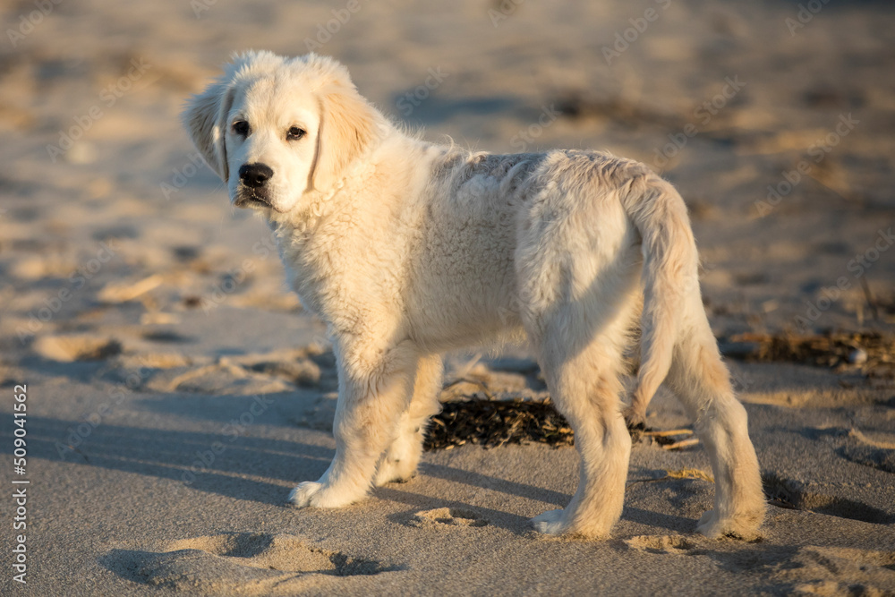 a golden retriver English cream puppy stands on the beach