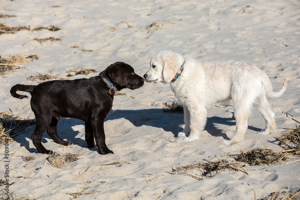 A black lab puppy and golden retriver puppy sniff noses on the beach A black lab puppy and golden retriver puppy sniff noses on the beach