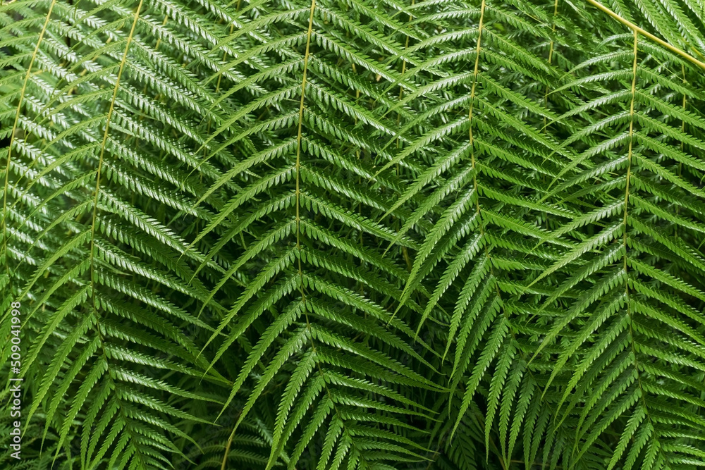 Giant green fern branch background Giant green fern branch background