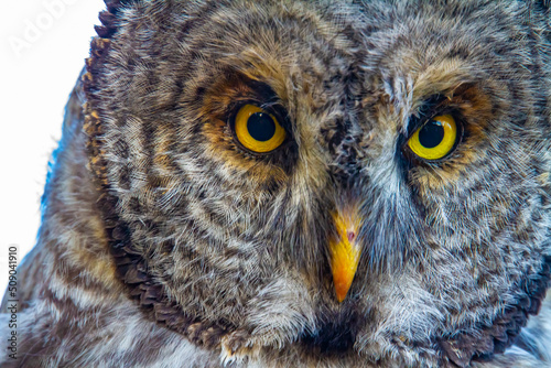 Barred Owl scanning the ground © Cavan