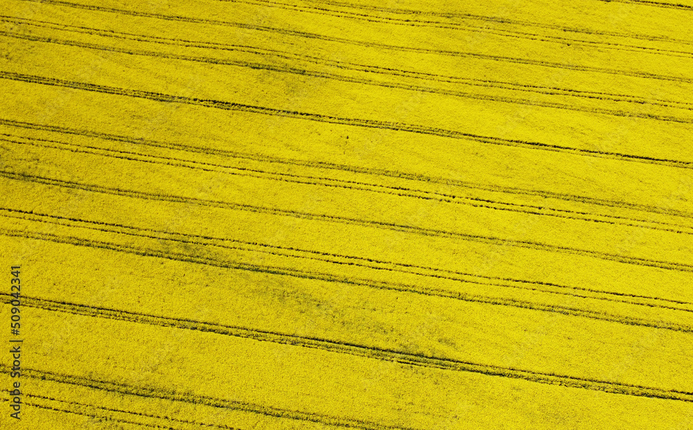 Agricultural crop rapeseed. Yellow fields and seedlings. Background and texture for rural design, booklet and advertising Agricultural crop rapeseed. Yellow fields and seedlings. Background and texture for rural design, booklet and advertising