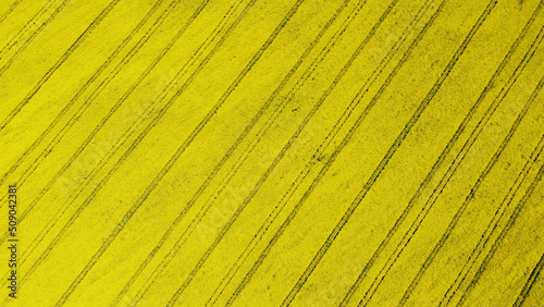 Agricultural crop rapeseed. Yellow fields and seedlings. Background and texture for rural design, booklet and advertising