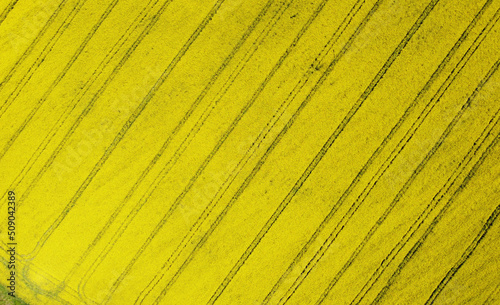 Agricultural crop rapeseed. Yellow fields and seedlings. Background and texture for rural design, booklet and advertising