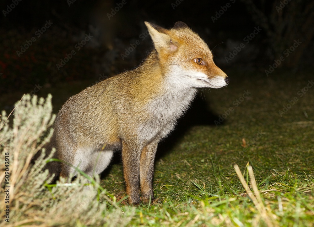 Obraz premium Piccola volpe