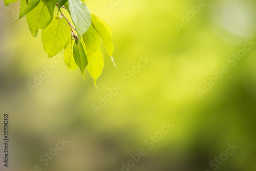 Using green leaves as a background natural environment, ecology, wallpaper concept to express the natural scenery of green leaves on a blurred green background in the garden