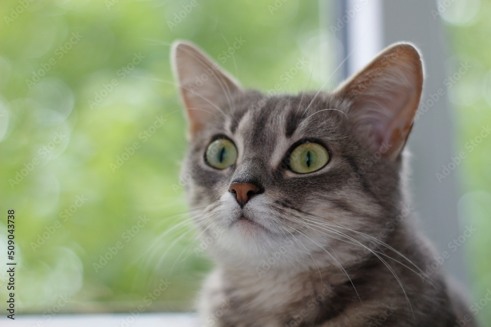 Muzzle of a gray cat close-up