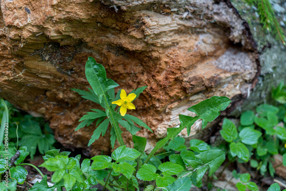 Yellow anemone flower on stump background