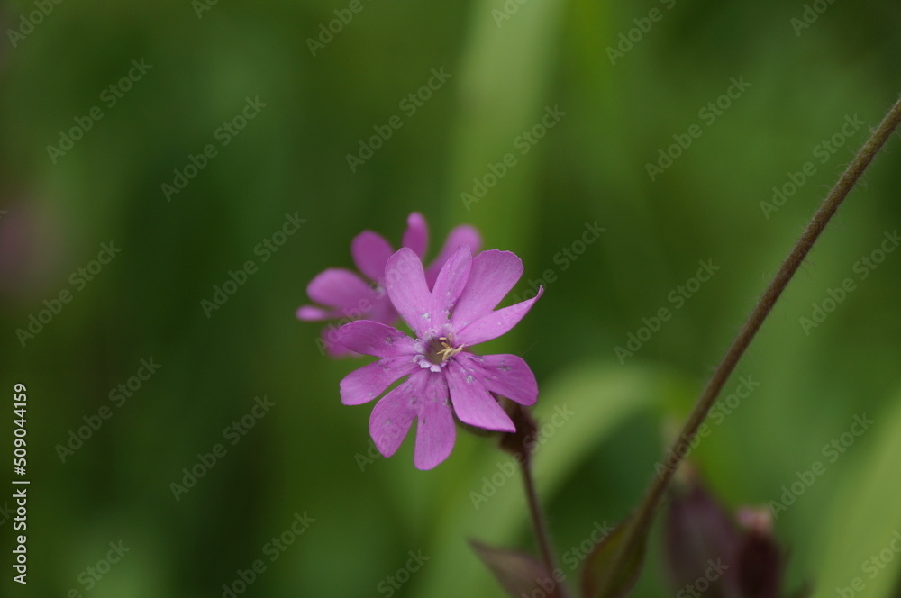 Fototapeta premium flower in the garden