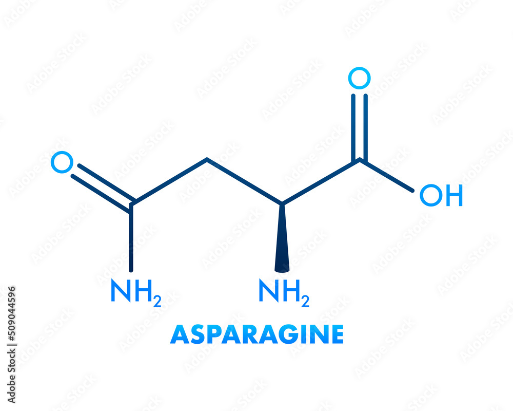 Molecular biology. Asparagine L-asparagine , Asn, N amino acid molecule. Vector illustration Molecular biology. Asparagine L-asparagine , Asn, N amino acid molecule. Vector illustration