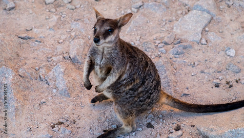 Rock Wallabies on Magnetic Island