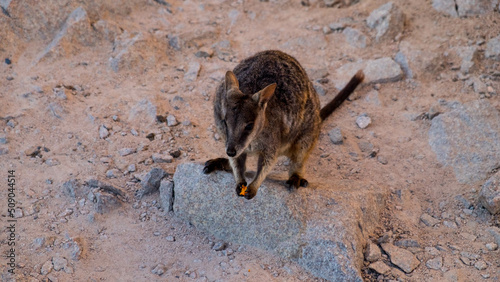 Rock Wallabies on Magnetic Island