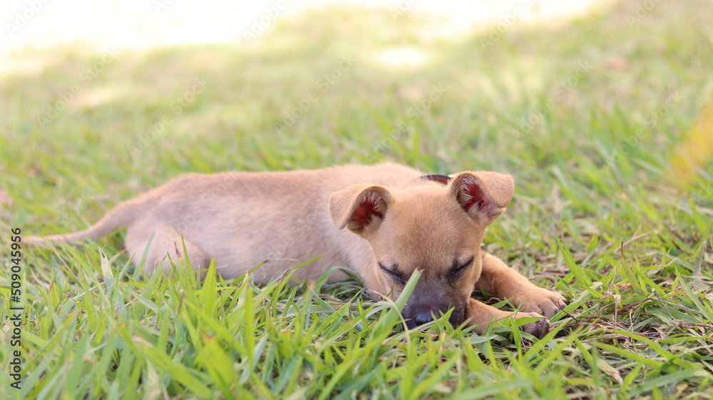 Puppy playing. Pet puppy with cute face. Puppy playing. Pet puppy with cute face.
