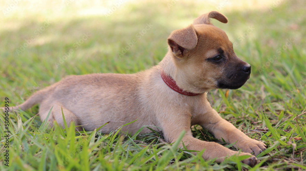 Puppy playing. Pet puppy with cute face. Puppy playing. Pet puppy with cute face.