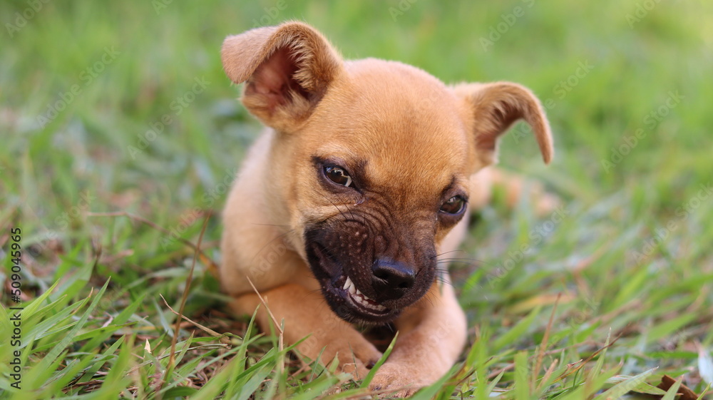 Puppy playing. Pet puppy with cute face.