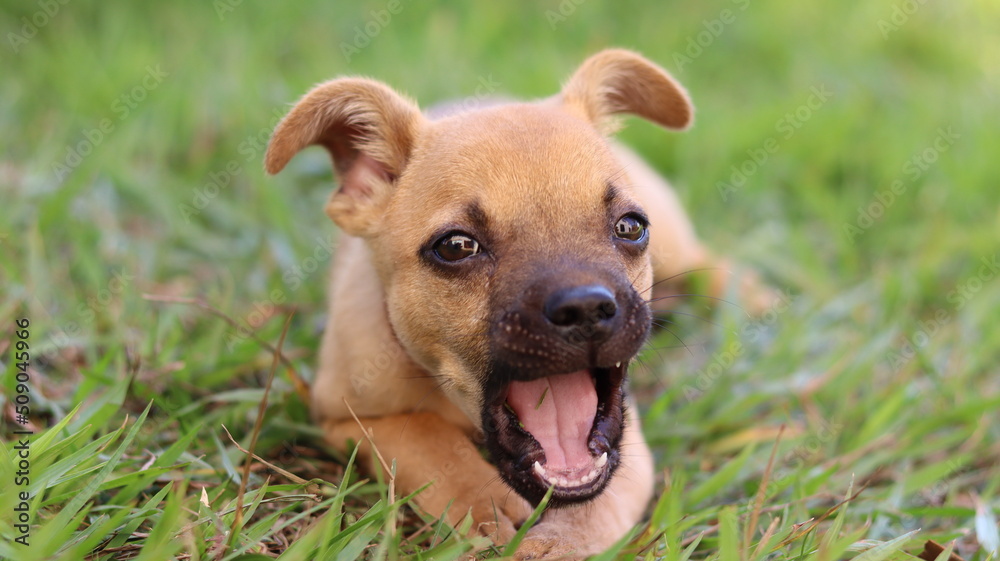 Puppy playing. Pet puppy with cute face.