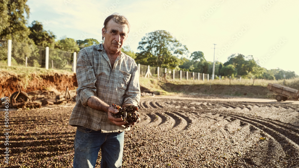 Fototapeta premium Latin farmer showing picked red coffee beans in his hands. Coffee farmer is harvesting coffee in the farm, arabica coffee.