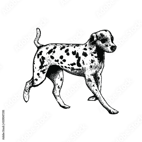 dalmatian illustration isolated on background 