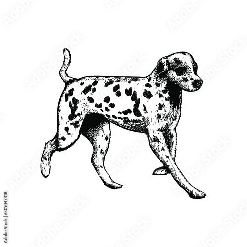 dalmatian illustration isolated on background	