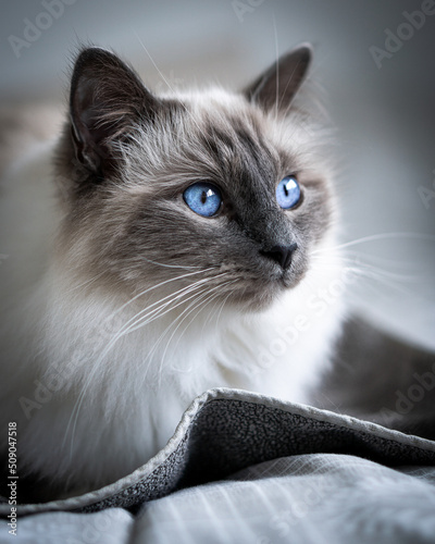 Regard de chat 