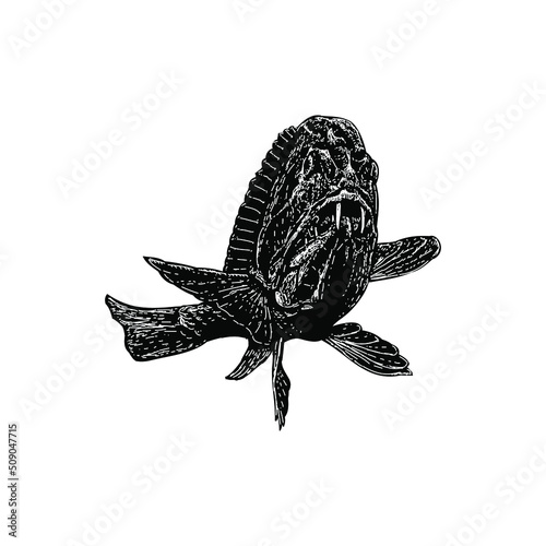 fangtooth fish illustration isolated on background